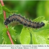 nymphalis polychloros larva l5 georgia
